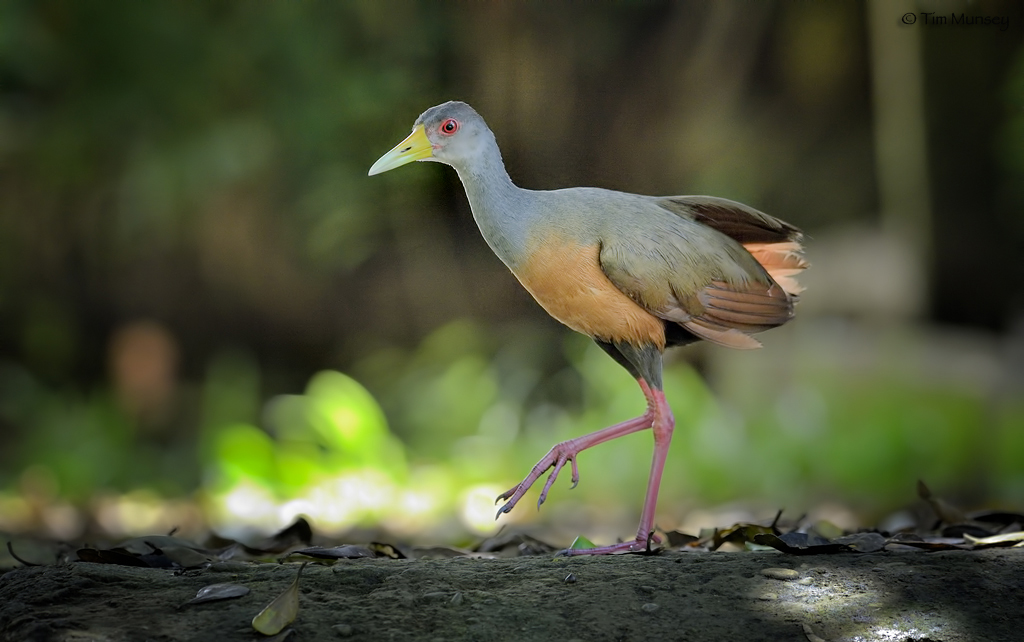 Grey-necked Wood Rail